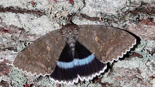 Çernobılda nəhəng kəpənək aşkar edildi - FOTO