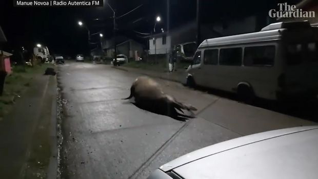 İnsanlar dəniz filinə unikal üsulla yol göstərdilər - VİDEO