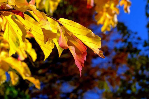 Завтра в Азербайджане будет до 27 градусов тепла