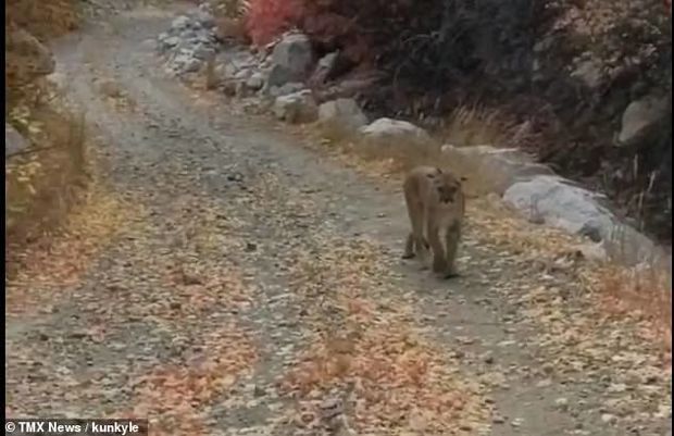 Parkda yürüş edən kişi vəhşi heyvanla qarşılaşdı - VİDEO