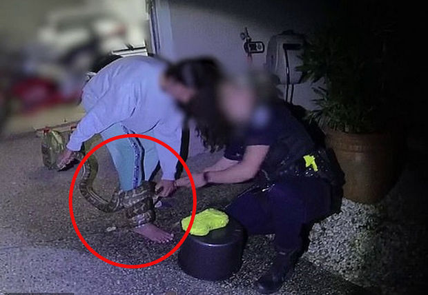 Pitonu xilas etmək istəyən qadın əməlinə görə peşman oldu - VİDEO