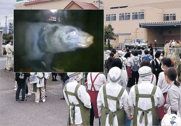 Yaponiyada ticarət mərkəzinə girən ayı qorxulu anlar yaşatdı - VİDEO