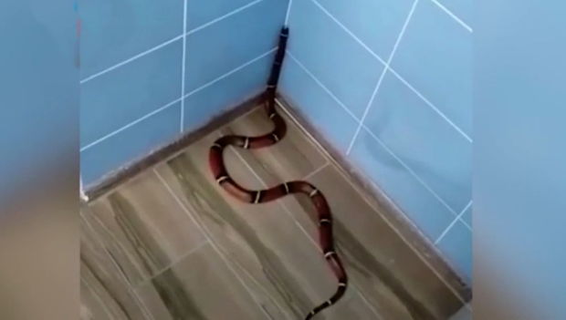 Qeyri-adi “pasiyent” stomotoloqu qorxutdu - VİDEO