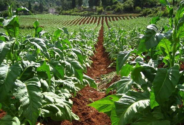 Şəkidə tütün istehsalının həcmi 3,2 milyon ton olub