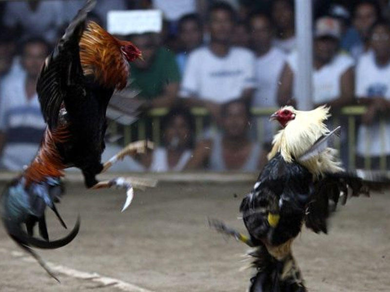 Xoruz polis leytenantını öldürdü - FOTO