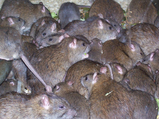 Сына утянуло в кишащую огромными крысами щель в тротуаре на глазах у матери