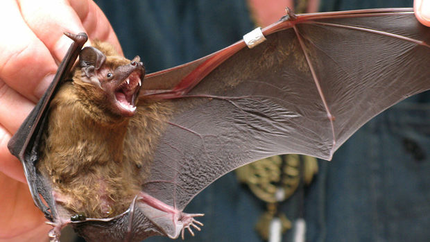 Rusiyada yaşayan yarasalarda koronavirus aşkarlanıb