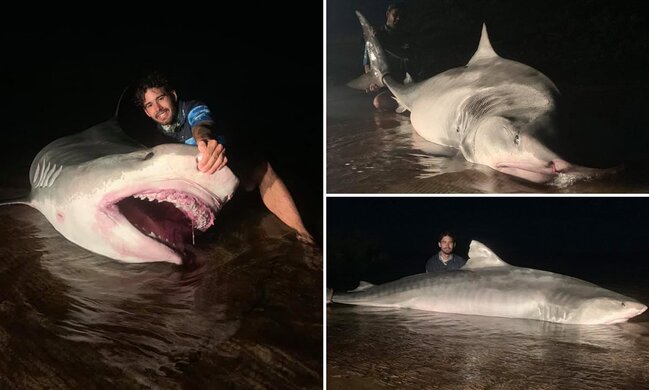 320 kiloqramlıq köpək balığını sudan çıxarmaq üçün 80 dəqiqə 