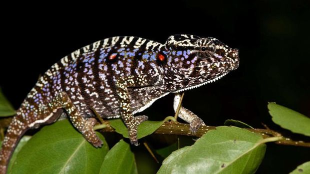 Ученые нашли редкую рептилию, которая 100 лет считалась вымершей