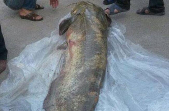 Azərbaycanda Kürdən görün nə tutdular – FOTO