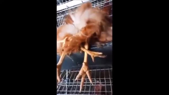 Dörd ayaqlı toyuq görənləri təəccübləndirdi - VİDEO