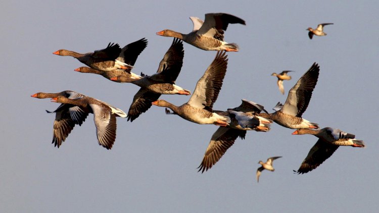 Yaponiyada quş qripi yayılıb