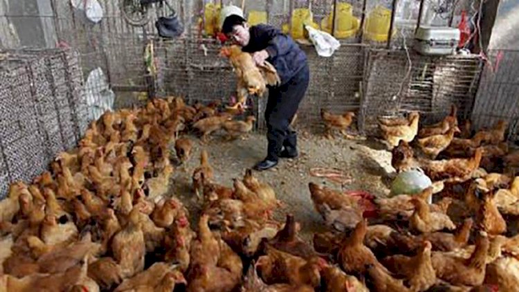 Quş qripinə yoluxmuş 330 min toyuq məhv ediləcək