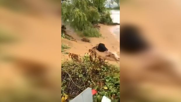 Güclü sel heyvan sürüsünü tələf etdi - VİDEO