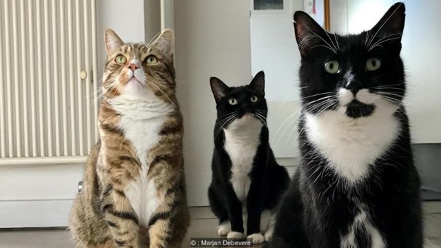 Pişiklərin nə dediyini anlamaq mümkün oldu - Yaponlardan yeni ixtira