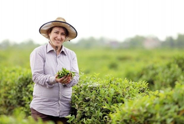Azərbaycanda icra edilən aqrar layihənin nəticələri açıqlanıb