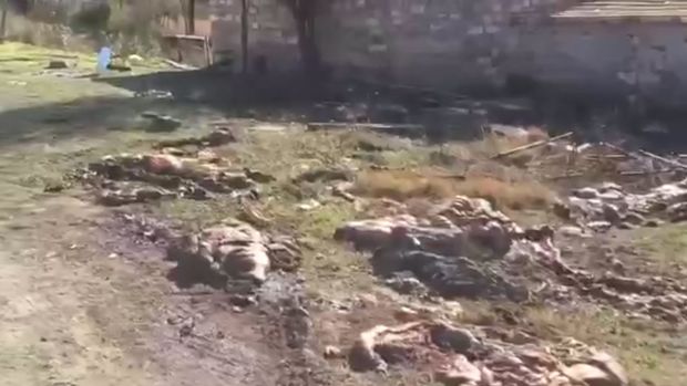 Kəlbəcəri tərk edən ermənilər heyvanları öldürüb, leşlərini əraziyə atırlar - VİDEO