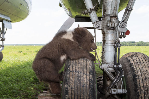 Təyyarə eniş zamanı ayılara çırpıldı - FOTO