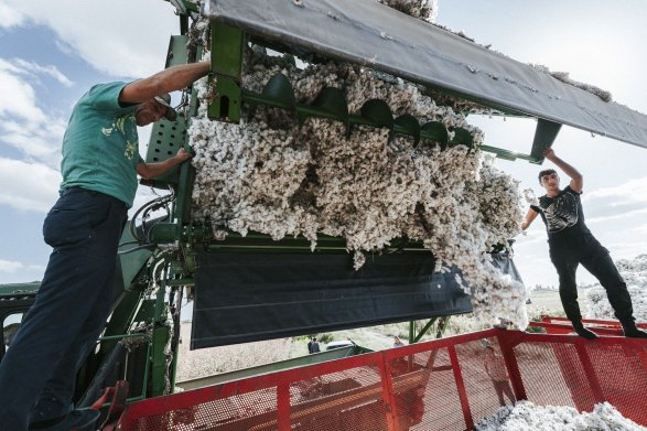 Первая хорошая новость после войны: собрали 300 тысяч тонн хлопка!