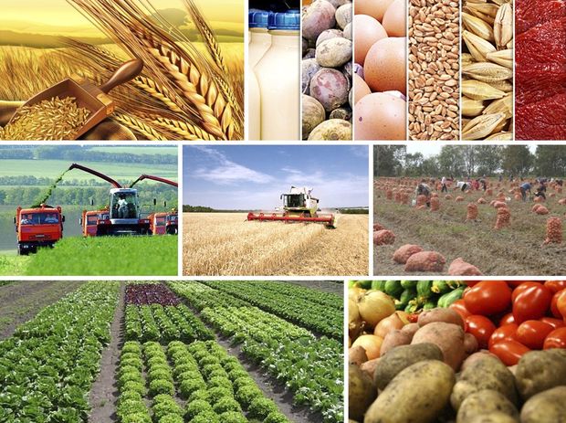 Ölkədə 7,5 milyard manat dəyərində kənd təsərrüfatı məhsulu istehsal edilib