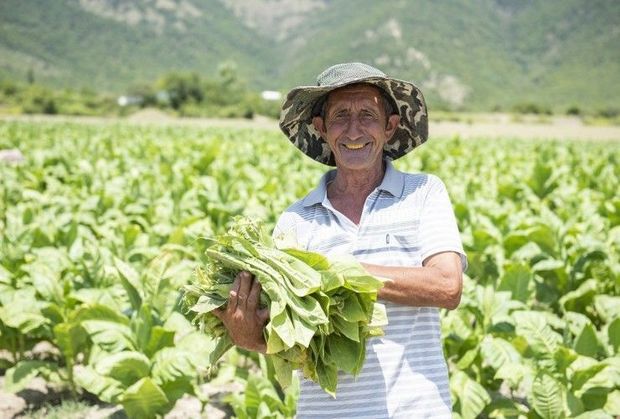 Tütünçülükdə orta məhsuldarlıq göstəriciləri yüksəlib