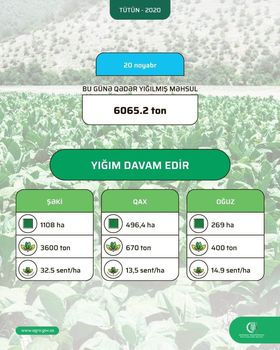 Bugünədək sahələrdən 6065,2 ton tütün yığılıb – OPERATİV MƏLUMAT