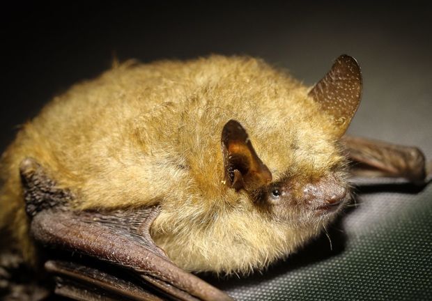 За границами Китая впервые обнаружили 