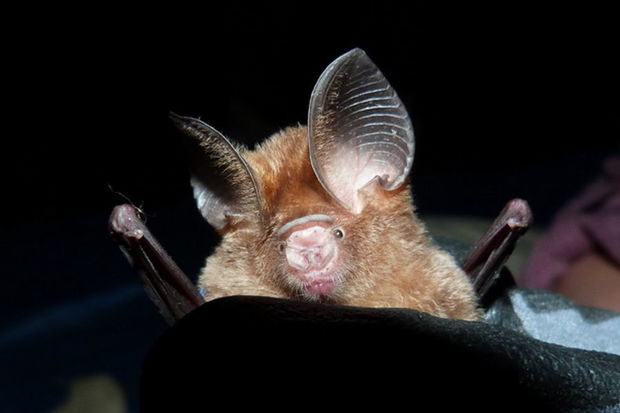 COVID-19-un ilk dəfə Çindən kənarda “qohumları” tapıldı