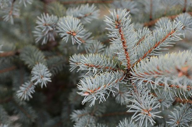 Врач рассказала об опасности новогодней елки