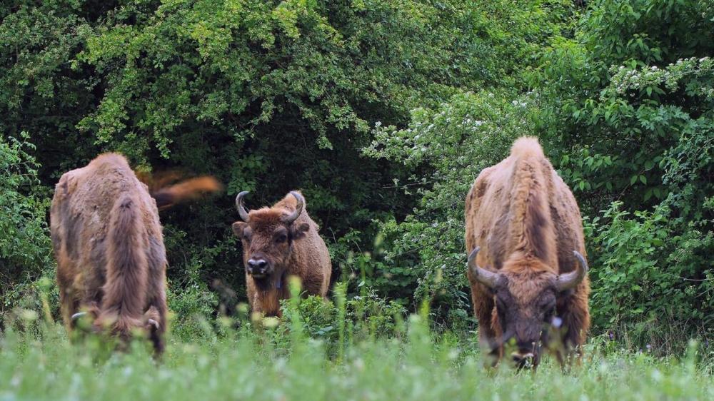 Azərbaycana daha 5 zubr gətirilib