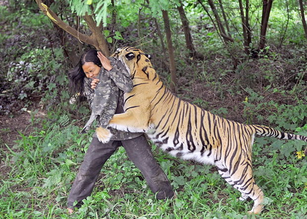 Qoruqdan qaçan pələng insanlara hücum etdi, yaralananlar var - VİDEO
