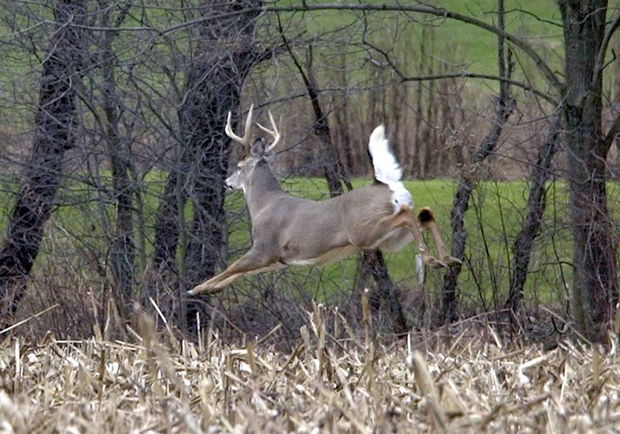 Maral ovçunun silahını əlindən alıb meşəyə qaçdı