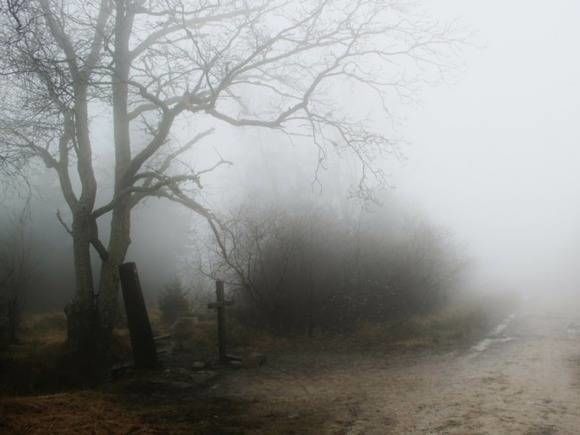 Захороненные туши норок поднялись на поверхность