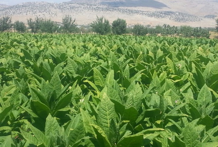 Bugünədək sahələrdən 6240,8 ton tütün yığılıb – OPERATİV MƏLUMAT