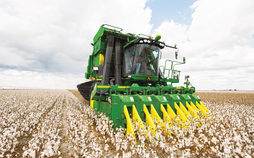 Azərbaycanda pambıq yığımında orta məhsuldarlıq 33 sentnerə çatır