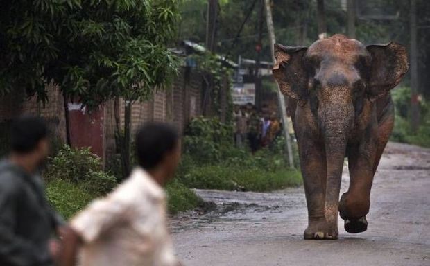 Arvad fərasəti ilə ərini vəhşi fildən xilas etdi