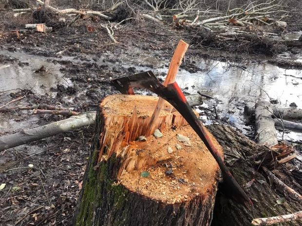 Nazirlikdən Qusarda meşədə ağacların kəsilməsi ilə bağlı AÇIQLAMA + FOTO