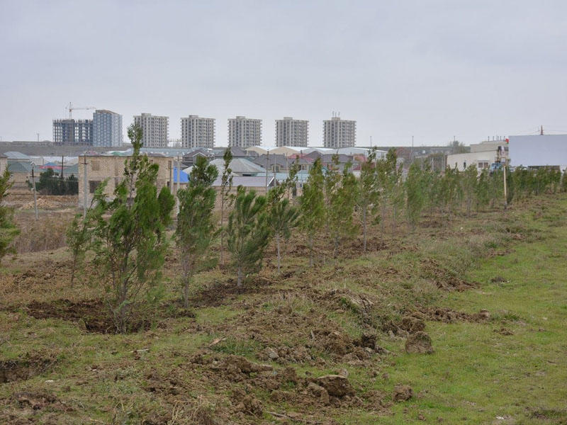 470 mindən çox meşəcinsli ağac əkilib