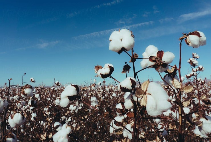 Pambıq üzrə orta məhsuldarlıq 33,2 sentnerə çatıb