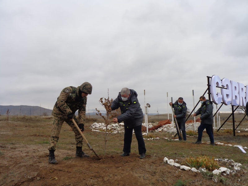 Cəbrayılda Şərq çinarları əkilib - FOTO