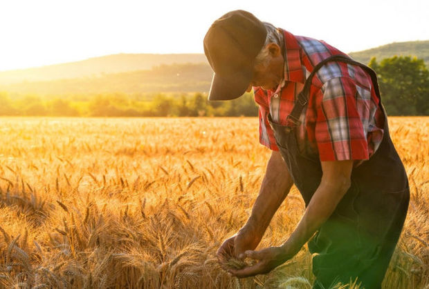 2021-ci il üzrə veriləcək subsidiya kvotaları açıqlanıb