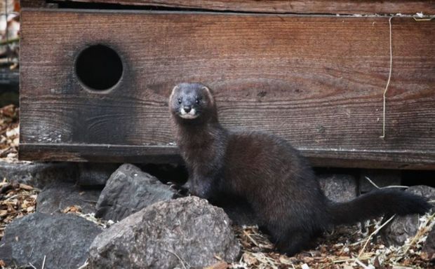 ABŞ-da koronavirus ilk dəfə vəhşi təbiətdə tapıldı