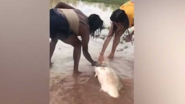 Австралийки поймали метровую рыбу голыми руками на глазах у крокодила - ВИДЕО