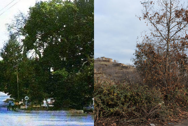 Жертва армянского вандализма - 800-летний ханский чинар - ФОТОРЕПОРТАЖ