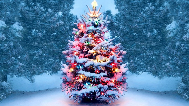 İcra Hakimiyyəti yolka qurmaq istədi, sakinlər etiraz etdi (VİDEO)