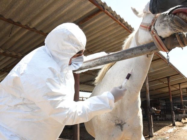 Argentinada COVID-19-a qarşı at anticisimi istifadə edəcəklər