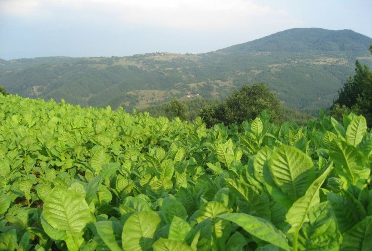 Bugünədək sahələrdən 6936,2 ton tütün yığılıb - OPERATİV MƏLUMAT