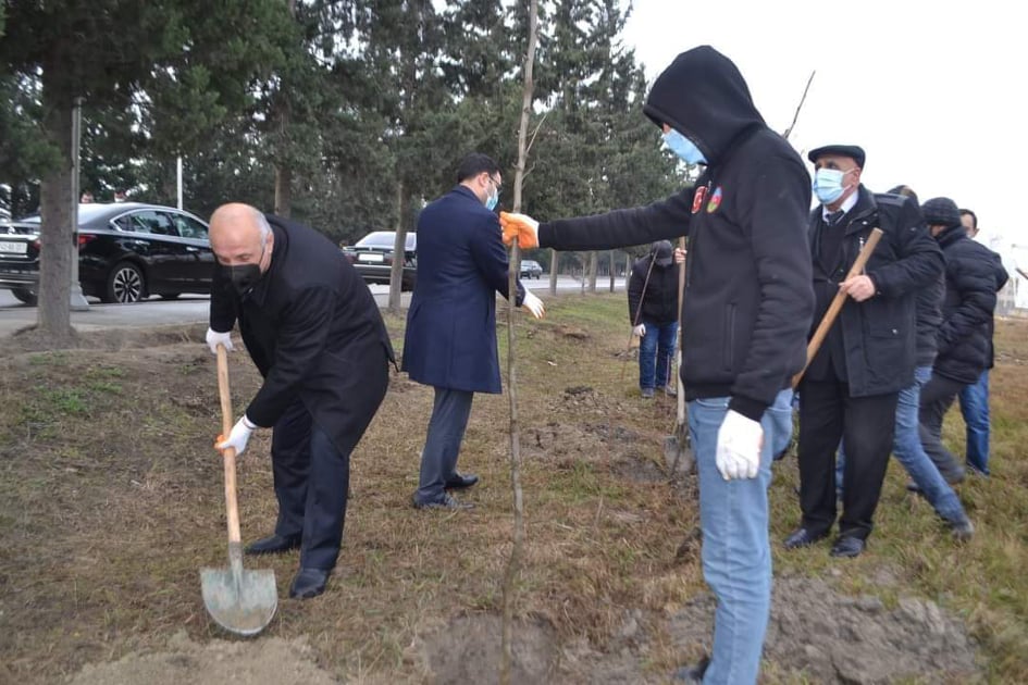 Mingəçevirdə Prezidentin doğum günü münasibəti ilə ağacəkmə kampaniyası keçirilib - FOTOLAR