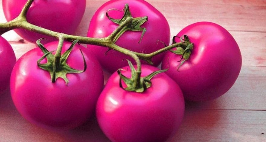 В Азербайджане выведут новые сорта розовых помидоров