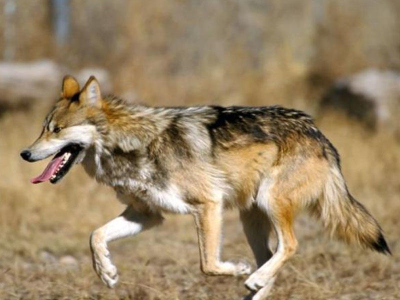 Türkiyədə QORXULU ANLAR: Ac canavar şəhərə girdi - VİDEO